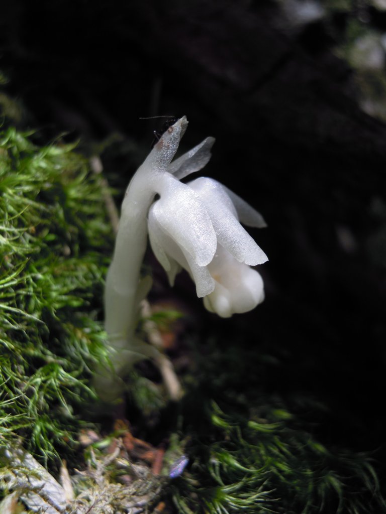 武陵四秀_桃山_喀拉業山_池有山_品田山20150514_1961289