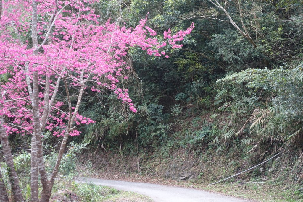 小鬼湖林道上亞泥迪山_1277015