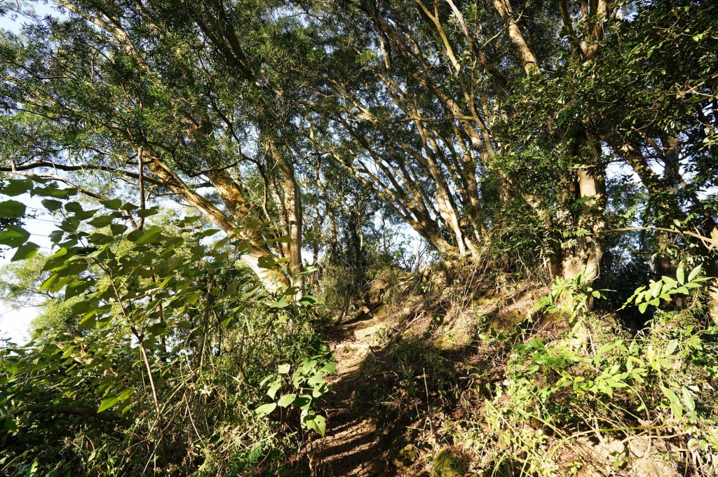臺中 霧峰 奧山、砲台山_2715340