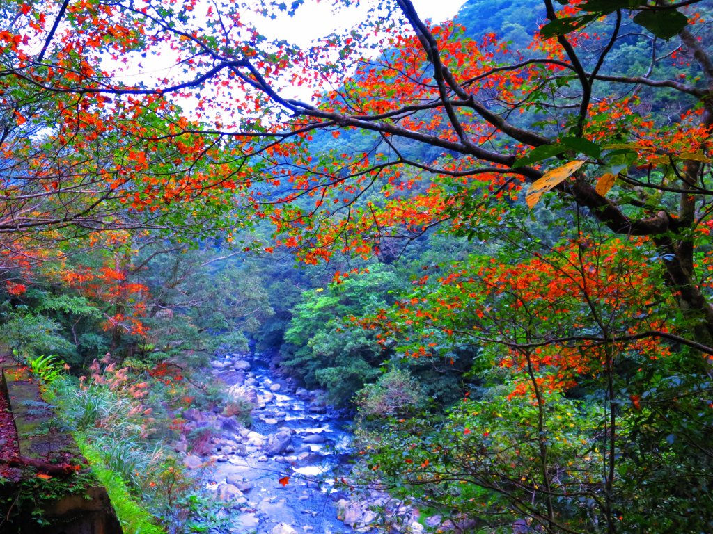 享受楓紅森林浴：東滿步道_747487