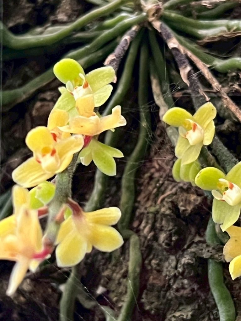 三峽橫溪三⛰️谷關 東卯山東南稜賞血藤_2764491