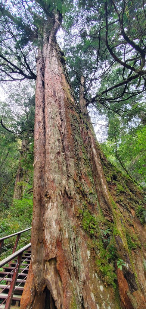 2024-03-16拉拉山神木群步道_2456043