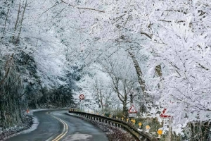 【新聞】武陵梨山積雪10公分 銀白世界如童話