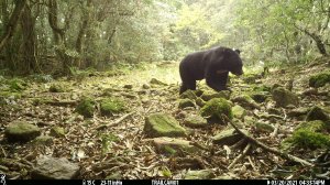 【保育】玉山育熊保育有成，協同在地棲地保護
