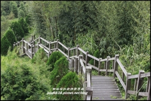 嘉義。二延平景觀步道。茶園。雲海漫步雲端