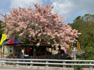 南橫中之關→天池步道