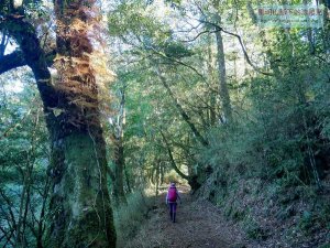 【新竹】霞喀羅古道全段 (清泉段-養老段)