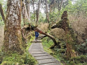 鐵杉林自然步道-物種豐富、太加縱走的起點