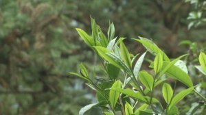 【山林】台灣山茶前傳