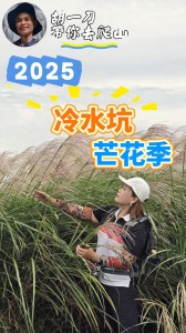 2025陽明山冷水坑芒花季開始囉，錯過再等一年，今年花況極佳，快點跟著胡一刀的腳步出發吧！