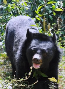 【保育】13隻野生動物大使 認養計畫－亞洲黑熊（國王）