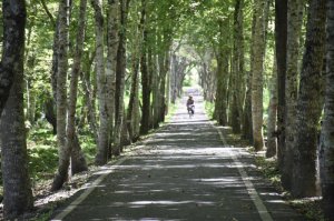 【新聞】《夏天消暑好去處》花蓮千頃森林秘境 伸手擁抱芬多精！