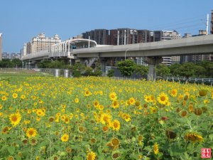 【新北市】稼日蒔光淡海輕軌夏日花海