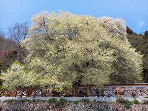 20210320-觀霧山莊霧社櫻王花況