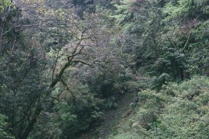 拉拉山神木群步道