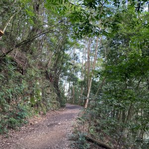 橫嶺山木馬古道輕鬆走
