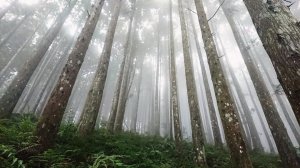 【新聞】落實開放山林政策 加強民眾環境友善觀念