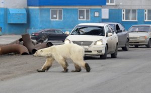 【新聞】飢餓北極熊現身俄國北方工業城 40多年來僅見