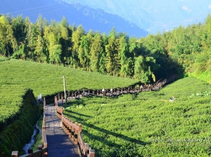 阿里山國家風景區推薦步道