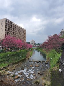 汐科火車站＞康誥坑溪賞櫻＞康誥坑山＞南港茶葉改良場