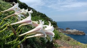 貢寮區龍洞灣岬+金沙灣野百合花