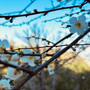 ben ben ben的頭像