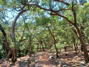 【台中大甲】規劃完善的親民步道。 桂花泉登山步道