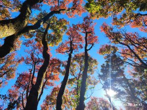 大雪山迎接聖誕「楓」潮　漫山紅葉點亮冬日山林！