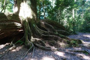 【苗栗】北坑山東洗水山～昂然大板根