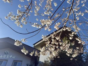 大雪山霧社櫻綻放　雪白櫻花與紅粉山櫻共譜春日浪漫