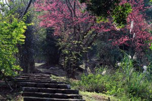 【新竹~橫山】大崎棟古道，茶亭古道，落羽松。