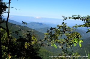 霧是前菜， 雨是主菜 2025 D1213 全台唯一可以比中指的地方 : 新竹五指山下上坪 : 北攀