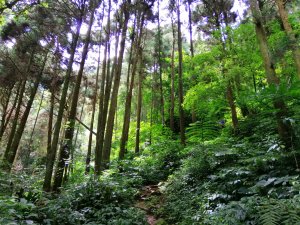 南投鹿谷~山野叢林不斷的陡上陡下~鳳凰山