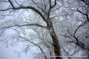 盡情搖滾 !  銀白飄雪 !  霧淞紛飛 !  2023 D0125  小樂佩鞍部稜線追雪追霧淞 順登 滿月圓山