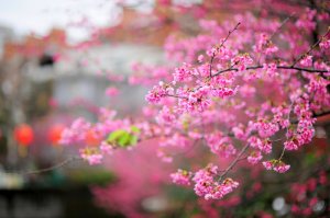 【新北市】汐止小鎮櫻花巷：汐止康誥坑溪