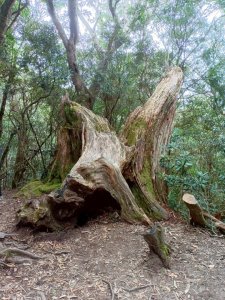 魔幻森林-塔曼山-20250810