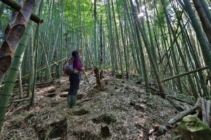 【嘉義】迷糊步道停車場走芙蓉山、天福山