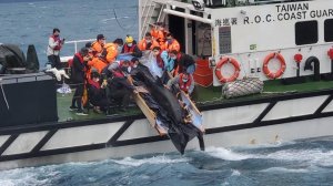 【動物】各單位通力合作，宜蘭蘇澳海灘擱淺偽虎鯨25日 順利返回大海