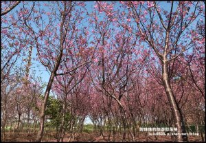 桃園平鎮賞櫻秘境｜夢幻櫻花林