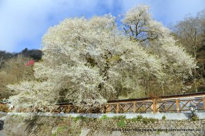 絕美白櫻花  2026 D0312 ｜ 觀霧山莊-霧社櫻王