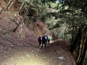 《走進人倫林道深處｜西巒大山三天兩夜・在森林裡慢慢前行》