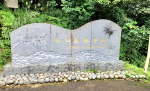 林口大冒險，虎山神木群，頂福巖森林步道（林口森林步道）