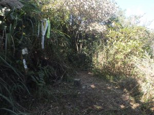 遠望坑山越嶺草嶺古道殘念