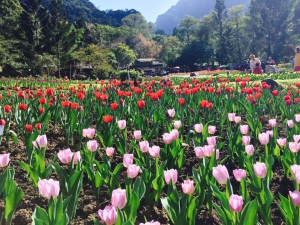 【開花筆記】全台賞鬱金香三大景點