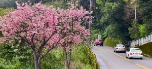 追花是簡單的快樂，賞花是恬淡的幸褔 3/2&7