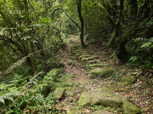 [淡蘭古道] 2026_0531 北路第一段_燦光寮古道(中)-陡坡