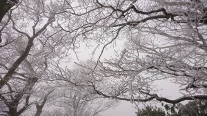【新聞】冷氣團發威 太平山山毛櫸步道凌晨降下第一場瑞雪