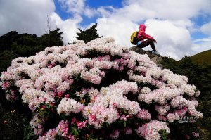 【南投】2021合歡山杜鵑花季的春之盛會--石門山