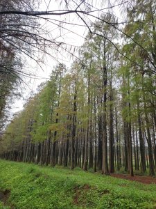 楊梅落羽松秘境