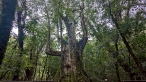 司馬庫斯巨木步道